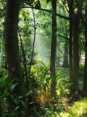 Ormandaki mistik sabah güneşleri. Taze ve yeşil yapraklar, doğal arka planlar. 