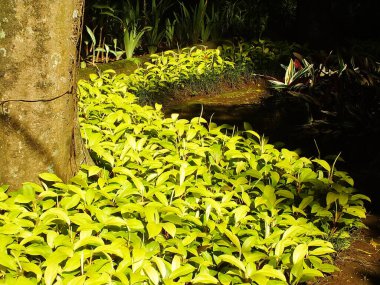 Küçük ağaçlar ve güneş ışığı. Parkta güzel yapraklar yetişir. Doğal manzara bahçesi. Açık hava dinlenme yeri. Huzur ve huzur veren ortam