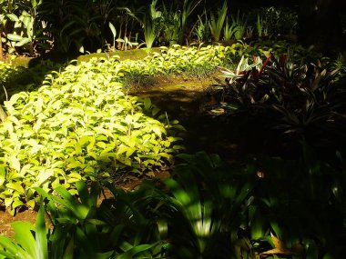Küçük ağaçlar ve güneş ışığı. Parkta güzel yapraklar yetişir. Doğal manzara bahçesi. Açık hava dinlenme yeri. Huzur ve huzur veren ortam