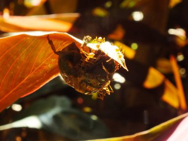 Bir grup dokumacı karınca ağustos böceğini ısırmak için ekip çalışması yapıyor..