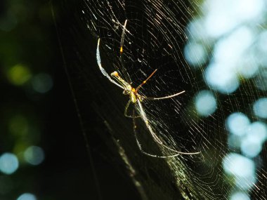 Spider in the cobweb with natural green forest background. A large spider waits patiently in its web for some prey clipart