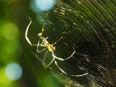 Örümcek ağındaki doğal yeşil orman geçmişine sahip örümcek. Büyük bir örümcek sabırla ağında avını bekliyor.