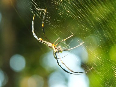 Spider in the cobweb with natural green forest background. A large spider waits patiently in its web for some prey clipart