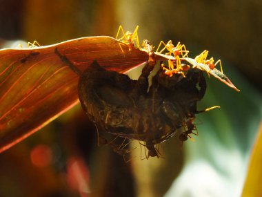 Bir grup dokumacı karınca ağustos böceğini ısırmak için ekip çalışması yapıyor..