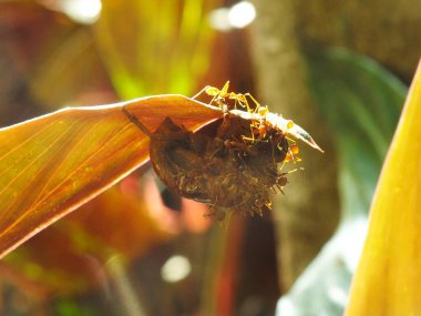 Bir grup dokumacı karınca ağustos böceğini ısırmak için ekip çalışması yapıyor..