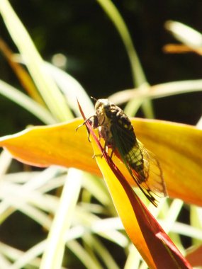 Ağustos böceği doğal yaşam alanında. Ağustosböceği dalın yüzeyinde kalıyor.