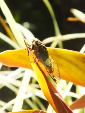 Ağustos böceği doğal yaşam alanında. Ağustosböceği dalın yüzeyinde kalıyor.