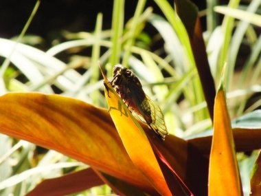 Ağustos böceği doğal yaşam alanında. Ağustosböceği dalın yüzeyinde kalıyor.