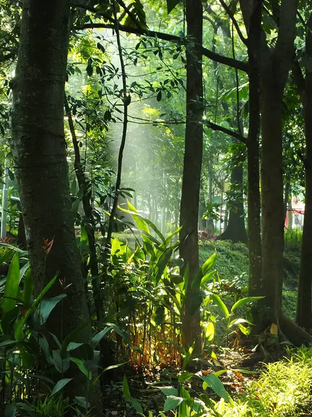 Ormandaki mistik sabah güneşleri. Taze ve yeşil yapraklar, doğal arka planlar. 