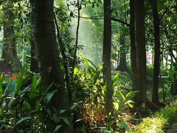 Ormandaki mistik sabah güneşleri. Taze ve yeşil yapraklar, doğal arka planlar. 