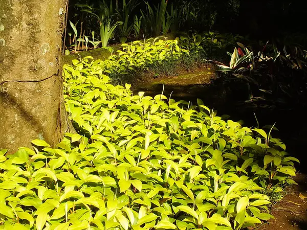 Küçük ağaçlar ve güneş ışığı. Parkta güzel yapraklar yetişir. Doğal manzara bahçesi. Açık hava dinlenme yeri. Huzur ve huzur veren ortam