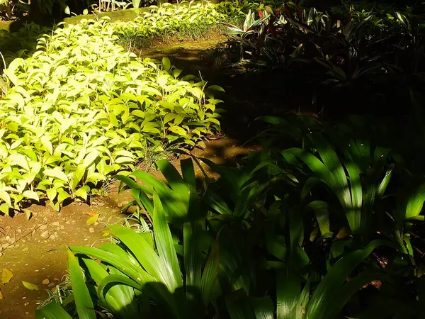 Küçük ağaçlar ve güneş ışığı. Parkta güzel yapraklar yetişir. Doğal manzara bahçesi. Açık hava dinlenme yeri. Huzur ve huzur veren ortam