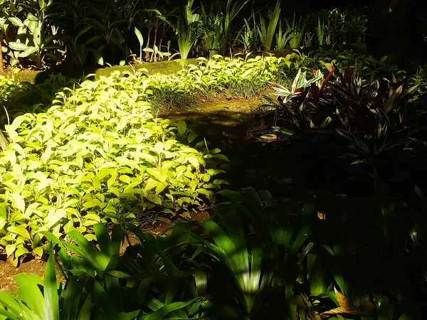 Küçük ağaçlar ve güneş ışığı. Parkta güzel yapraklar yetişir. Doğal manzara bahçesi. Açık hava dinlenme yeri. Huzur ve huzur veren ortam