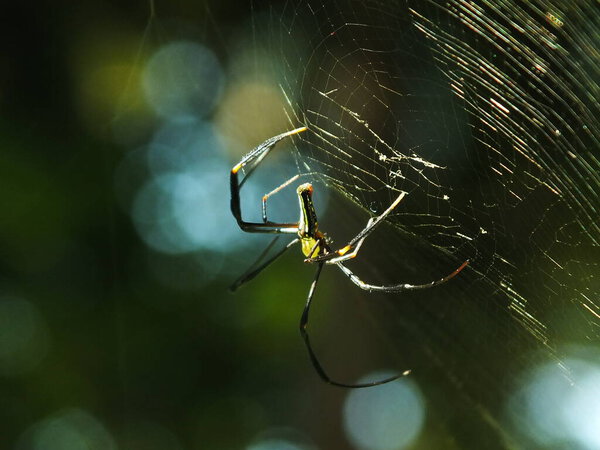 Spider in the cobweb with natural green forest background. A large spider waits patiently in its web for some prey
