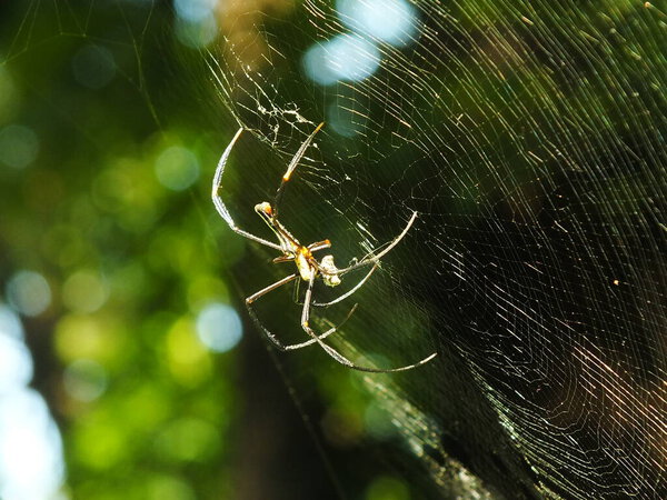 Spider in the cobweb with natural green forest background. A large spider waits patiently in its web for some prey