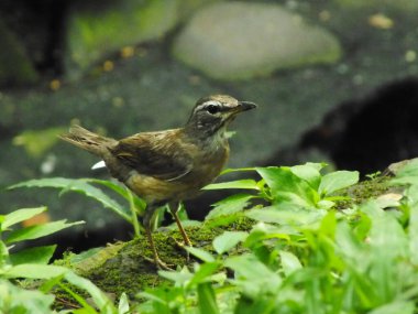Eyebrowed Thrush Bird (Turdus obscures) or Eyebrowed Thrush, White browed Thrush, Dark Thrush. A beautiful bird from Siberia. It is strongly migratory, wintering south to China and Southeast Asia. It is a rare vagrant to western Europe. clipart