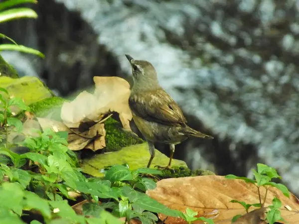 Kaşlı Ardıç Kuşu (Turdus obscures) ya da Kaşlı Ardıç, Beyaz Kaşlı Ardıç, Kara Ardıç. Sibirya 'dan güzel bir kuş. Kışları güneye, Çin ve Güneydoğu Asya 'ya göç eder. Batı Avrupa 'da nadir görülen bir avaredir..