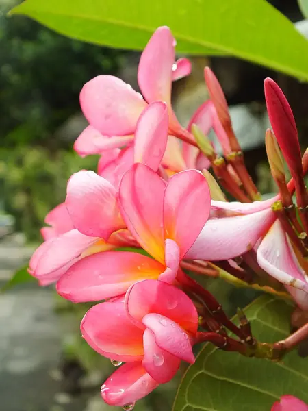Güzel Pembe Frangipani Çiçeği veya Plumeria botanik bahçesinde taze yağmur damlalarıyla çiçek açıyor. Tropik kaplıca çiçeği.