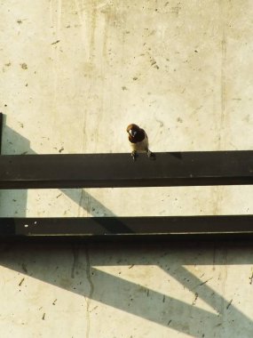 Beyaz popolu Munia veya Lonchura çizgili levrek. Bazen kuşbiliminde beyaz popolu mannikin ya da çizgili ispinoz olarak adlandırılır. Bu küçük kuş ana besin kaynağı olarak tohum yiyor..