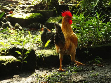 Beautiful Rooster looking for food in the morning at the garden clipart
