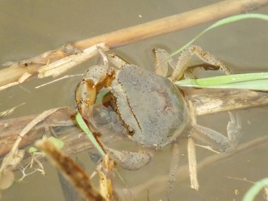 Brown Rice Crabs in wetlands live among dry rice branches submerged in water. Commonly found on rice field. This species is a fresh water crab commonly found at rural area rice field clipart