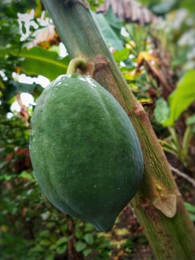 Ağaçtan sarkan bir papaya. Tropik meyve. Çiftlikteki ağaçta sağlıklı yeşil papaya stoku