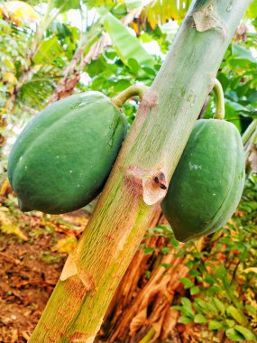 Ağaçtan sarkan bir papaya. Tropik meyve. Çiftlikteki ağaçta sağlıklı yeşil papaya stoku