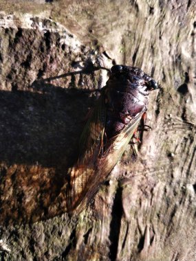 Bir ağustos böceği kurumuş bir yaprağın üzerine tünemiştir. Ağustos Böceği, Ağustosböceği ya da Cicadidae ya da Tanna japonensis böceğini kapatın.