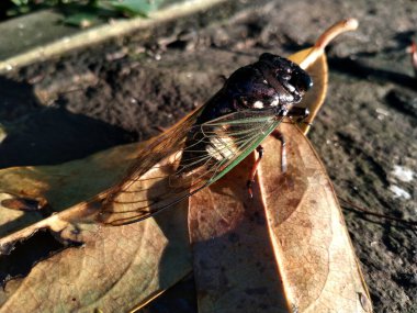 Bir ağustos böceği kurumuş bir yaprağın üzerine tünemiştir. Ağustos Böceği, Ağustosböceği ya da Cicadidae ya da Tanna japonensis böceğini kapatın.