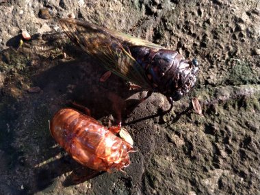 Bir ağustos böceği kurumuş bir yaprağın üzerine tünemiştir. Ağustos Böceği, Ağustosböceği ya da Cicadidae ya da Tanna japonensis böceğini kapatın.