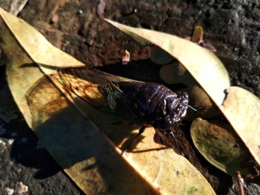 a cicada is perched on a dried leaf. Close up of Cicadas or Cicadidae or Tanna japonensis insect clipart
