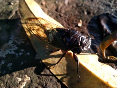 Bir ağustos böceği kurumuş bir yaprağın üzerine tünemiştir. Ağustos Böceği, Ağustosböceği ya da Cicadidae ya da Tanna japonensis böceğini kapatın.