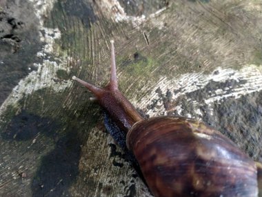 Salyangoz adı genellikle kara salyangozlarına uygulanan bir isimdir. Lissachatina Fulica bahçede yürüyor