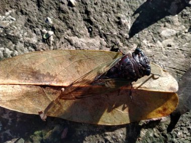 Bir ağustos böceği kurumuş bir yaprağın üzerine tünemiştir. Ağustos Böceği, Ağustosböceği ya da Cicadidae ya da Tanna japonensis böceğini kapatın.
