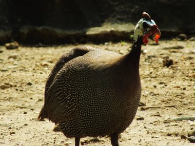 portrait of helmeted guineafowl on bright day light looking a food. Beautiful african bird. Numida meleagris clipart