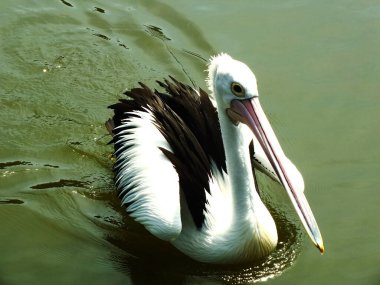 Güneşli günlerde bir gölde yüzen Avustralya Pelikan kuşunun görüntüsü. Pelecanus conspicillatus bir su kuşudur..