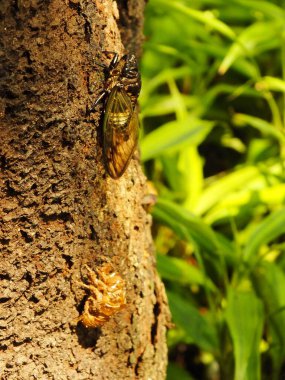 Ağustos Böceği 'nin Macro fotoğrafı doğal ortamındaki bir dala tünemiş. Cicadomorpha, kanatlarını titreterek ses çıkarabilen bir böcek..