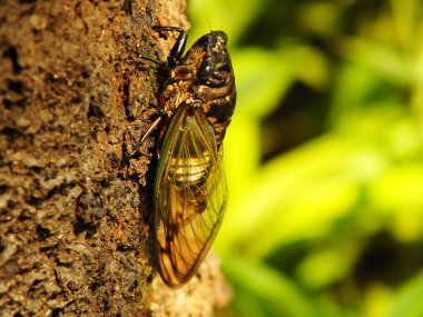 Macro photo close up of a Cicada Insect, Cicada perched on a branch in its natural habitat. Cicadomorpha an insect that can make sound by vibrating its wings.