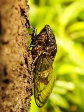 Ağustos Böceği 'nin Macro fotoğrafı doğal ortamındaki bir dala tünemiş. Cicadomorpha, kanatlarını titreterek ses çıkarabilen bir böcek..