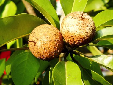 Young Sapodilla Fruit on the Branch. These two sapodilla fruits look still raw, but grow healthy. Sapodilla is tropical fruit evergreen tree and sweet taste fruit. clipart