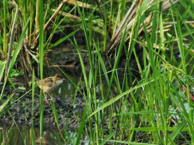 Cisticola juncidis or Cici Padi in Indonesia language are a genus of very small insectivorous birds formerly classified in the Old World warbler family Sylviidae.  clipart