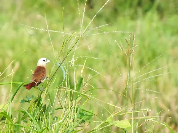 Beyaz başlı bir munia kuşu çimlerin arasında oynuyor. Lonchura maja genellikle yiyecek olarak tohum arayan bir ispinoz kuşudur.