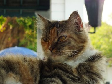 Üç renkli bir kedinin portresi. Şirin pofuduk ve sevimli kedi, kamerada güzel poz.