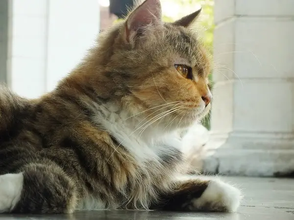 Üç renkli bir kedinin portresi. Şirin pofuduk ve sevimli kedi, kamerada güzel poz.