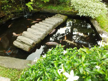 Bahçede balık havuzlu güzel manzara ve dekoratif yapay köprü ambiyans balık havuzunu sakinleştiriyor.