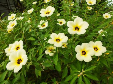 Güzel saat sekiz çiçeği ya da kedi dili ya da Damiana Çiçeği Turnera Subulata. Çiçekli yeşil yemyeşil bir bitki. Doğa konsepti.