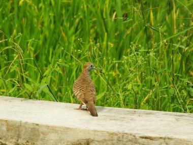 Vahşi kuş zebra güvercini Geopelia striata yeşil pirinç tarlalarının arka planında yiyecek arıyor. Endonezya 'da bu kuşa sadece Perkutut denir..