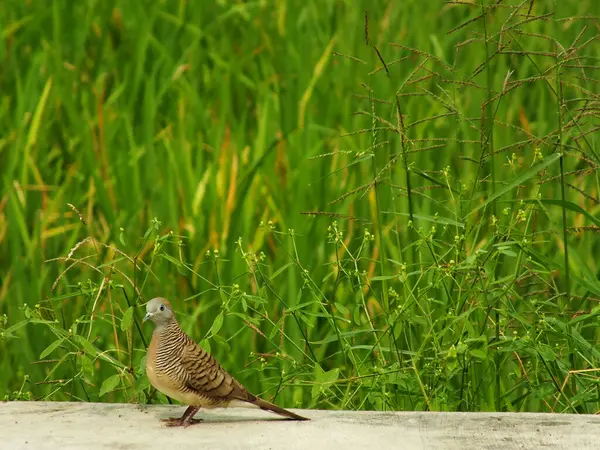 stock image wild bird zebra dove Geopelia striata looking for food against the background of green rice fields. In Indonesia this bird is comonly called Perkutut.