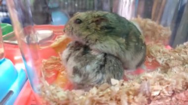 Hayvanat bahçesinde ya da evcil hayvan dükkanında cam kafeste küçük bir hamster. Cam kafesteki küçük bir kemirgene yakın çekim. Şirin küçük memeliler.