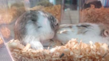 Hayvanat bahçesinde ya da evcil hayvan dükkanında cam kafeste küçük bir hamster. Cam kafesteki küçük bir kemirgene yakın çekim. Şirin küçük memeliler.